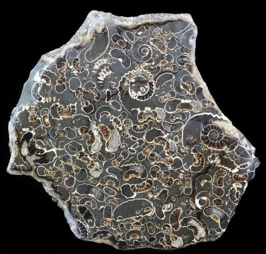 Polished Ammonite Fossil Slab - Marston Magna Marble #42091